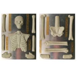 画像1: チョコレート型セット　骸骨／骨格人体　2枚組